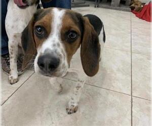 Beagle Dogs for adoption in Temple, TX, USA