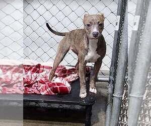 Mutt Dogs for adoption in Waterloo, IA, USA