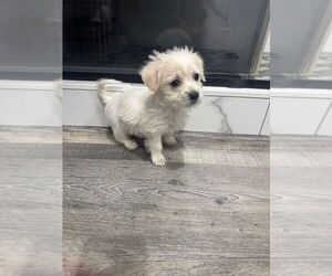 Medium Photo #9 Maltese Puppy For Sale in Pacifica, CA, USA