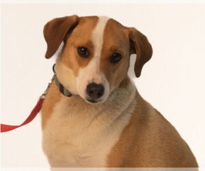 Bagle Hound Dogs for adoption in Brooklyn Center, MN, USA