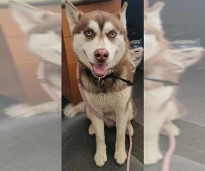 Siberian Husky Dogs for adoption in West Valley, UT, USA