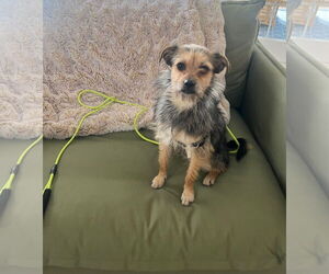 Chihuahua-Unknown Mix Dogs for adoption in Plainfield, IL, USA