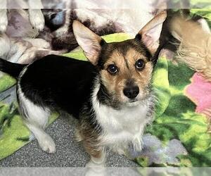 Mutt Dogs for adoption in Orange, CA, USA