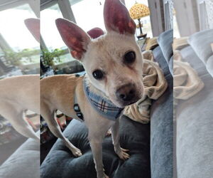 Chihuahua-Unknown Mix Dogs for adoption in Virginia Beach, VA, USA