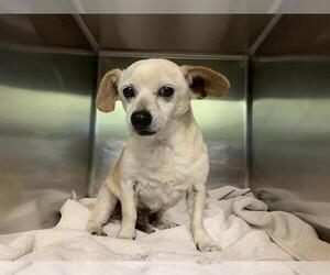 Chihuahua-Unknown Mix Dogs for adoption in Grand Prairie, TX, USA