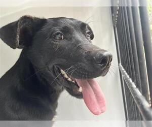 Labrador Retriever-Unknown Mix Dogs for adoption in Houston, TX, USA