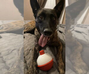 - Mix Dogs for adoption in Imlay City, MI, USA