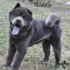 Medium Photo #1 Chow Chow Puppy For Sale in Dodson, MT, USA