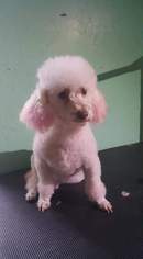 Poodle (Miniature)-Unknown Mix Dogs for adoption in Pawtucket, RI, USA