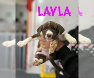Mutt Dogs for adoption in Mooresville, NC, USA
