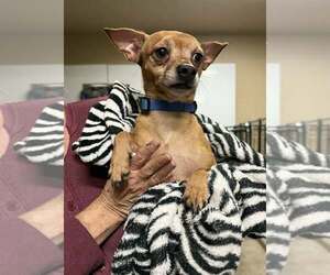 Chihuahua-Unknown Mix Dogs for adoption in New London, WI, USA