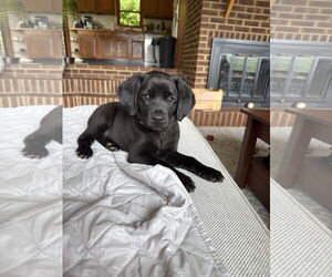 Labrador Retriever-Spaniel Mix Dogs for adoption in Monterey, VA, USA