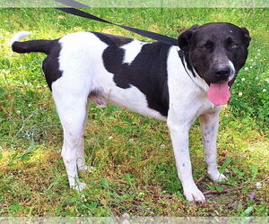 American Pit Bull Terrier Dogs for adoption in Wetumpka, AL, USA