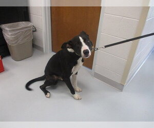 American Staffordshire Terrier-Labrador Retriever Mix Dogs for adoption in Ocala, FL, USA