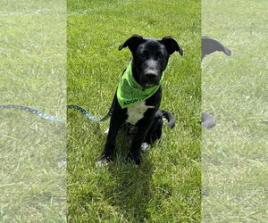 Mutt Dogs for adoption in Germantown, OH, USA