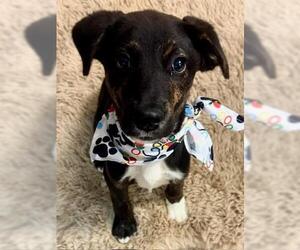 Labrador Retriever-Unknown Mix Dogs for adoption in Tulsa, OK, USA