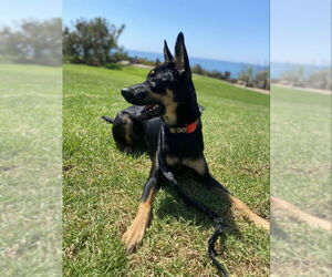 German Shepherd Dog-Unknown Mix Dogs for adoption in San Diego, CA, USA