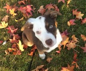 Border-Aussie Dogs for adoption in Pleasanton, CA, USA
