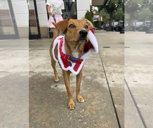 Dachsador Dogs for adoption in The Woodlands, TX, USA