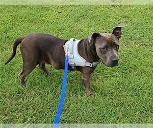 American Staffordshire Terrier Dogs for adoption in San Antonio, TX, USA