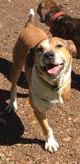 Boxer Dogs for adoption in Boerne, TX, USA