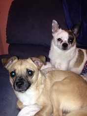 Chiranian Dogs for adoption in Sandown, NH, USA