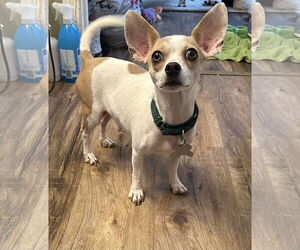 Chihuahua-Unknown Mix Dogs for adoption in Holly Springs, NC, USA