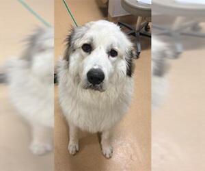 Great Pyrenees Dogs for adoption in Placerville, CA, USA