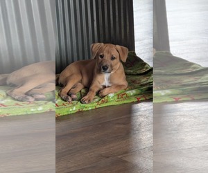 Labrador Retriever-Unknown Mix Dogs for adoption in Montello, WI, USA