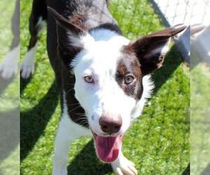 Border Collie Dogs for adoption in San Angelo, TX, USA