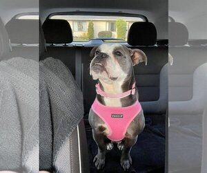 English Boston Bulldog Dogs for adoption in Clarkston, MI, USA