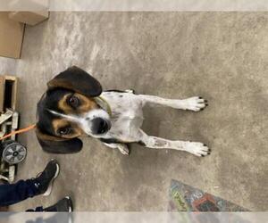 Beagle-Unknown Mix Dogs for adoption in Cushing, OK, USA