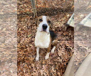 Mutt Dogs for adoption in Chatham, VA, USA