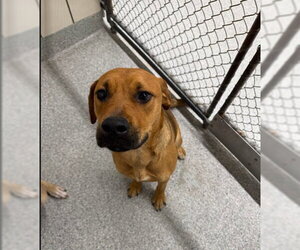 Black Mouth Cur-Unknown Mix Dogs for adoption in Pasadena, TX, USA