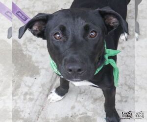 Retriever -Unknown Mix Dogs for adoption in Washington, DC, USA