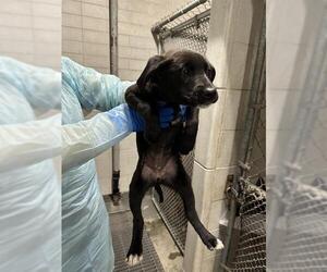 Border Collie-Unknown Mix Dogs for adoption in Stockton, CA, USA
