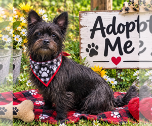 Mutt Dogs for adoption in Yardley, PA, USA