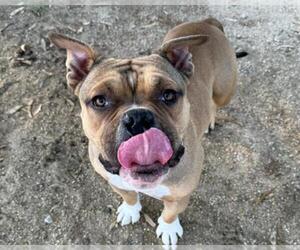 American Pit Bull Terrier Dogs for adoption in Martinez, CA, USA