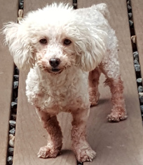 Poodle (Toy) Dogs for adoption in springfield, VA, USA