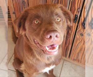 Chesapeake Bay Retriever Dogs for adoption in Austin, TX, USA