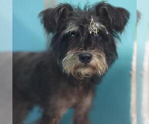 - Mix Dogs for adoption in San Antonio, TX, USA