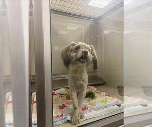 Cocker Spaniel-Unknown Mix Dogs for adoption in Upland, CA, USA