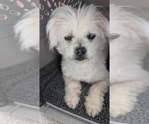 Maltese Dogs for adoption in Arlington, WA, USA