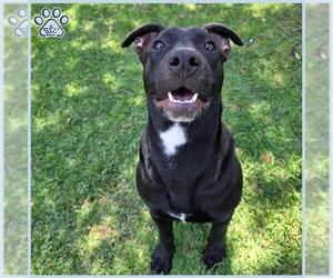 Labrador Retriever-Unknown Mix Dogs for adoption in Sugar Land, TX, USA