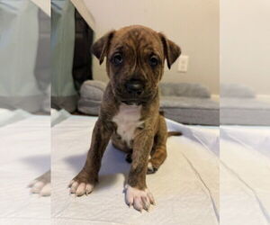 Chiweenie Dogs for adoption in Calgary, Alberta, Canada