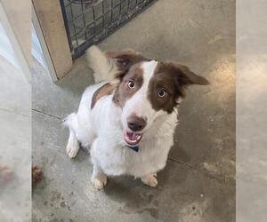 Border Collie Dogs for adoption in Manchester, IA, USA