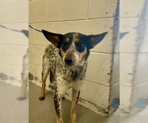 Mutt Dogs for adoption in San Bernardino, CA, USA