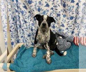 Texas Heeler Dogs for adoption in Modesto, CA, USA
