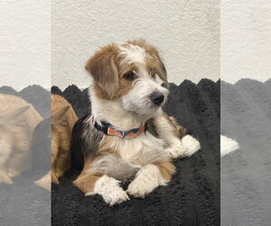 Mutt Dogs for adoption in Valrico, FL, USA