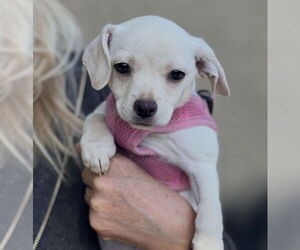 Chihuahua-Unknown Mix Dogs for adoption in Dana Point, CA, USA
